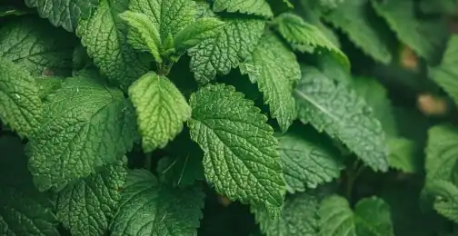 Is peppermint extract good for skin?